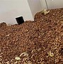 Image result for Acorns found stuffed by woodpeckers