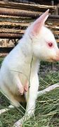 Image result for Albino Animals