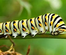 Image result for Caterpillar Bug