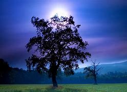 Image result for Tree at Night