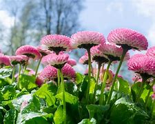 Image result for Flowers at Lowe's and Price