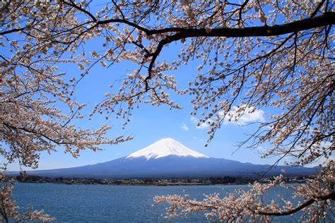 フリー画像|自然風景|山の風景|富士山|桜/サクラ|日本風景|フリー素材|画像素材なら！無料・フリー写真素材のフリーフォト