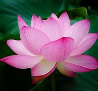 Image result for Desktop Screenshot Lotus Flower