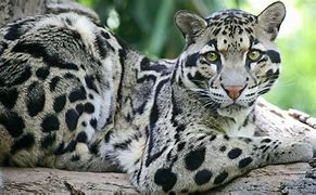 Image result for Bornean Clouded Leopard