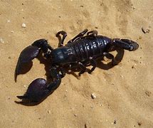 Image result for Blue Scorpion Habitat