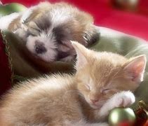 Image result for Puppies and Kittens Wallpaper
