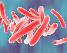 Image result for Mycobacterium Diseases