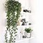 Image result for Beautiful Indoor Hanging Plants