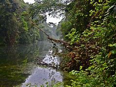 Image result for Singapore Jungle