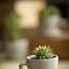 Image result for Unusual Planters