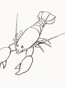 Image result for Simple Lobster Drawing