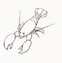 Image result for American Lobster Sketch