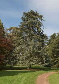 Image result for Atlas Cedar Tree