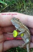 Image result for Cute Gecko Memes