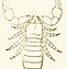 Image result for Scorpion Line Art Cartoon