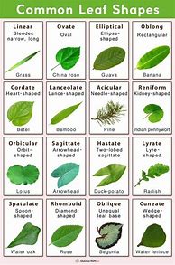 Image result for Common Leaf Identification Chart