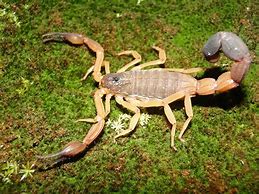 Image result for Tree Scorpion