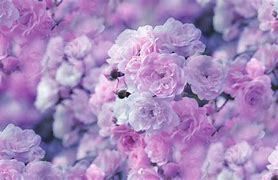 Image result for Purple Flower Desktop