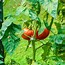 Image result for How to Stake Tomato Plants