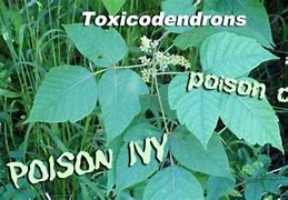 Image result for Poison Ivy Oak Sumac Plants