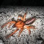 Image result for Texas Scorpions Identification