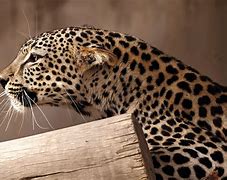 Image result for Arabian Leopard