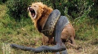 Image result for Wild Animal Fights