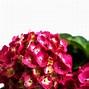 Image result for Summer Crush Hydrangea 1 Container