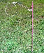 Image result for Rabbit Snaring