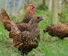 Image result for Hens Clucking