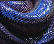 Image result for Blue Snake Wallpaper