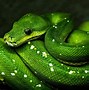 Image result for Rainbow Snake Wallpaper