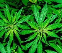 Image result for Is Weed and Marijuana the Same Thing