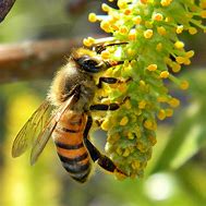 Image result for Honey Bee Food