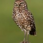 Image result for Burrowing Owl Characteristics