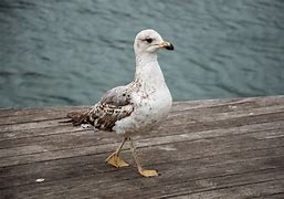 Image result for Awl Bird