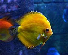 Image result for Chinese New Year Fish
