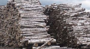 Image result for Birch Logs for Sale