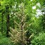 Image result for Western Red Cedar Tree