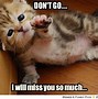 Image result for Very Funny Cats with Words