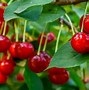 Image result for Stella Cherry Tree, 4-5 ft Indoor/Outdoor Fruit Tree- Sweet And Decadent Mouth-Watering Fruit, Zone 5-8
