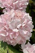 Image result for 3 Gallon - Snowball Viburnum Bush - Giant Blooms That Stop Traffic, Outdoor Plant