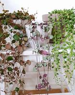 Image result for Winter Hanging Plants