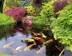 Image result for Back Yard Fish Ponds YouTube