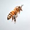 Image result for Honey Bee Flying