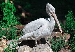 Image result for Pelicans Standing On Logs