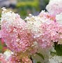 Image result for Strawberry Sundae Hydrangea 3 Container