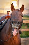 Image result for Horses Doing Funny Things
