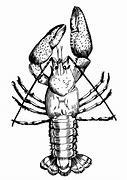 Image result for Lobster Line Art