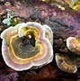 Image result for Wild Turkey Tail Mushroom